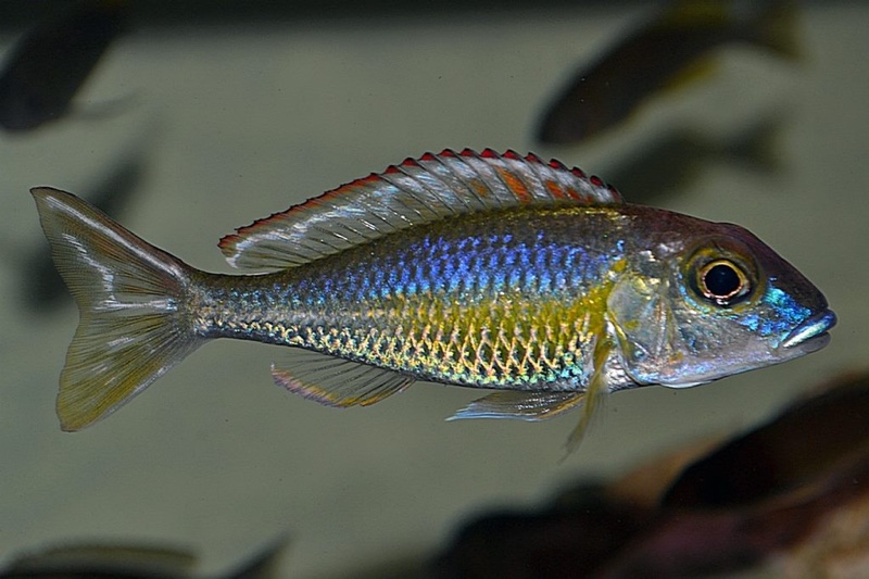 Callochromis pleurospilus 'Kigoma'